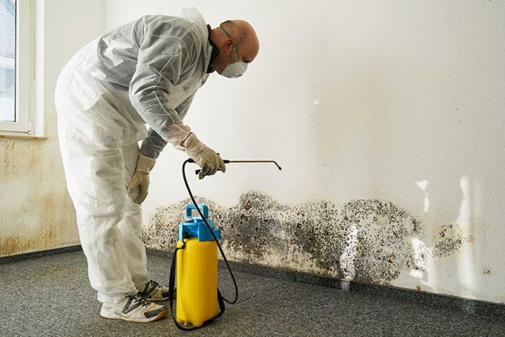 Mold Remediation Estimates